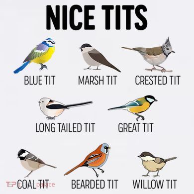 Nice Tits Pun Joke Funny Bird Lover Enthusiast Birdwatcher Tote Bag