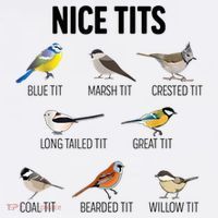 Nice Tits Pun Joke Funny Bird Lover Enthusiast Birdwatcher Hat thumb 2