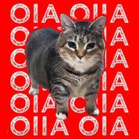 Oia Cat Meme I Wake Up Engage In Tomfoolery Oiia Cat Spinnin Santa Hat thumb 1