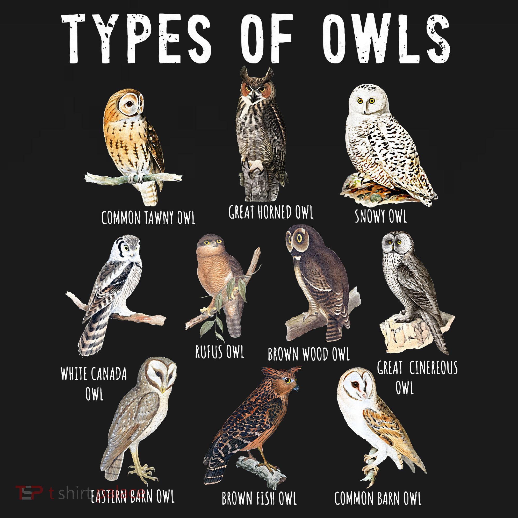 Owl Lover Types Of Owls Owls Of World Owl T-Shirt