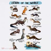 Otters Of The World Sea Otter Giant Otter Lovers Educational T-Shirt thumb 7