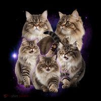 Persian Cats Collage Bucket Hat thumb 4