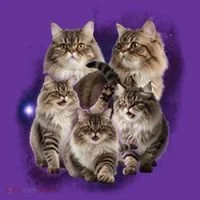Persian Cats Collage Women's T-Shirt thumb 6