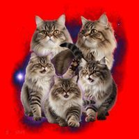 Persian Cats Collage Santa Hat thumb 1