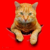 Pocket Cat Santa Hat thumb 1