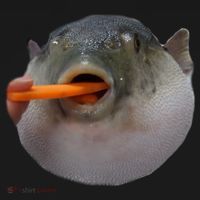 Pufferfish Eating A Carrot Meme Funny Blowfish Dank Memes Gift Ornament thumb 1
