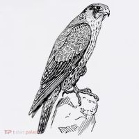 Peregrine Falcon Ornithology Falconer Bird Lover Women's Long Sleeve Shirt thumb 2