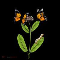 Plant Milkweed Coffee Mug thumb 5