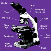 Parts Of A Microscope Apron thumb 2