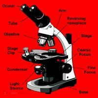Parts Of A Microscope Santa Hat thumb 1