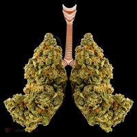 Pot Lungs Bucket Hat thumb 4