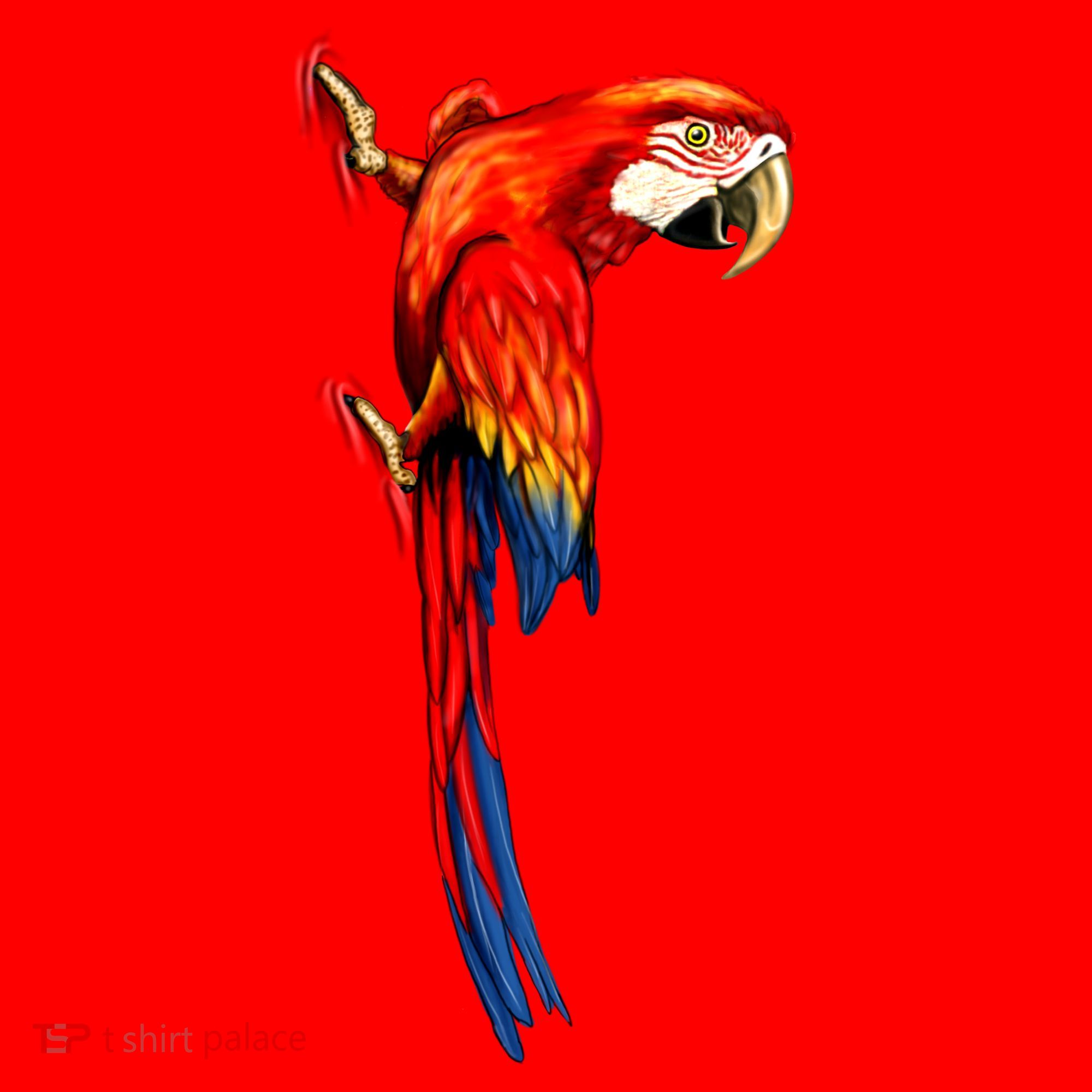 Parrot On Wall Santa Hat