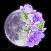 Purple Peonies Flowers Full Moon Coaster thumb 2