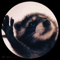 Pedro Pedro Racoon Dance Popular Internet Meme Racoon Day Women's Hoodie thumb 2