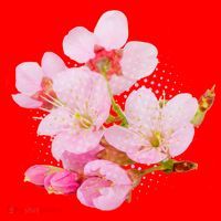 Pink Springtime Cherry Blossoms Sakura Santa Hat thumb 1