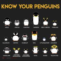 Penguin Species Know Your Penguins Gift Women's Sweatshirt thumb 2