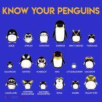 Penguin Species Know Your Penguins Gift T-Shirt thumb 7