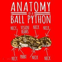 Python Snake Owner Anatomy Of A Ball Python Santa Hat thumb 1