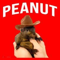 Peanut The Squirrel Santa Hat thumb 1