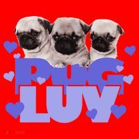 Pug Luv Santa Hat thumb 1