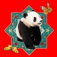 Panda With Butterflies Santa Hat thumb 1