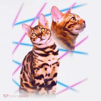 Retro 80s Eighties Lasers Double Exsposure Cat Hoodie thumb 7