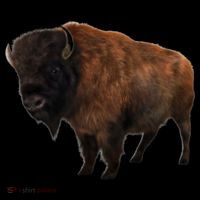 Realistic Bison Kids T-Shirt thumb 4
