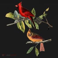 Red Cardinal Bird Male Female Gift For Cardinal Bird Lovers Gift Women's Hoodie thumb 2