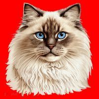 Ragdoll Cat Portrait Ragdoll Cat Head Ragdoll Cat Face Santa Hat thumb 1