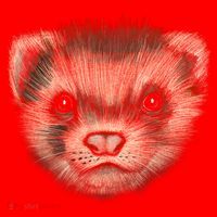 Realistic Ferret Button thumb 1