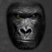 Realistic Gorilla Face Women's Hoodie thumb 2