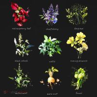 Reproductive Health Herbs Herbalist Plant Lover T-Shirt thumb 7