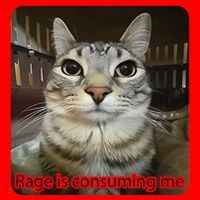 Rage Is Consuming Me Funny Meme Cat Joke Cat Lovers Santa Hat thumb 1