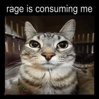 Rage Is Consuming Me Silly Staring Cat Meme Doggie Tank thumb 4