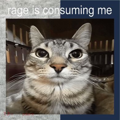 Rage Is Consuming Me Silly Staring Cat Meme Kids Colorblock Raglan Jersey