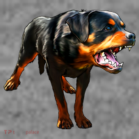 Rottweiler Women's T-Shirt thumb 6