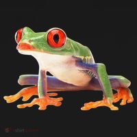 Redeyed Tree Frog Clothing Apparel Agalychnis Callidryas Women's Hoodie thumb 2