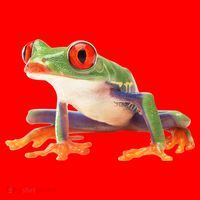 Redeyed Tree Frog Clothing Apparel Agalychnis Callidryas Santa Hat thumb 1
