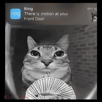 Ring There Is Motion At Your Front Door Funny Women's T-Shirt thumb 6