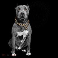 Rude Dog Pitbull Lover Coffee Mug thumb 5