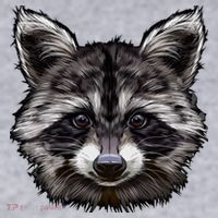 Raccoon Whisperer Raccoons Raccoon Lover Raccoon Women's Sweatshirt thumb 2