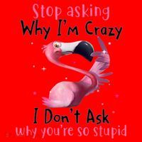 Stop Asking Why I'm Crazy I Don't Ask Why You're So Stupid Funny Santa Hat thumb 1