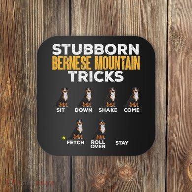 Stubborn Bernese Mountain Dog Tricks Coaster