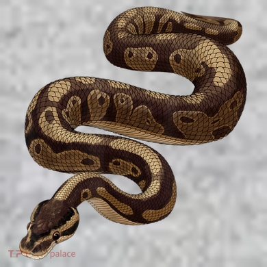 Snake Ball Python The Baniff Cuffed Pom Beanie