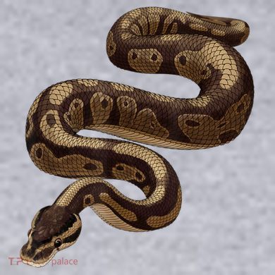 Snake Ball Python Women's Racerback Cropped Tank