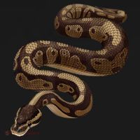 Snake Ball Python Women's Long Sleeve Flannel Pajama Set  thumb 2