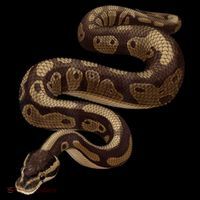 Snake Ball Python Toddler Hoodie thumb 2