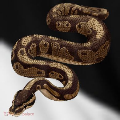 Snake Ball Python Toddler Fine Jersey T-Shirt