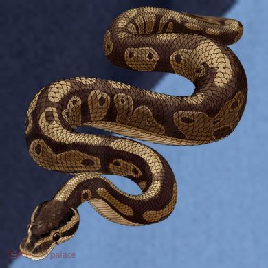 Snake Ball Python Raglan Baseball Sleeve Shirt