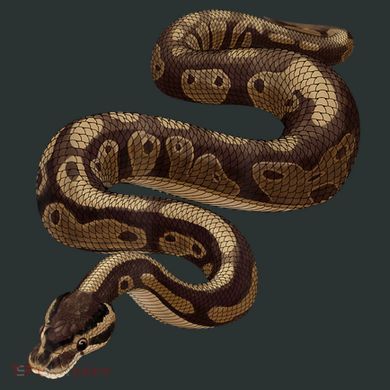 Snake Ball Python Infant Baby Jersey Bodysuit